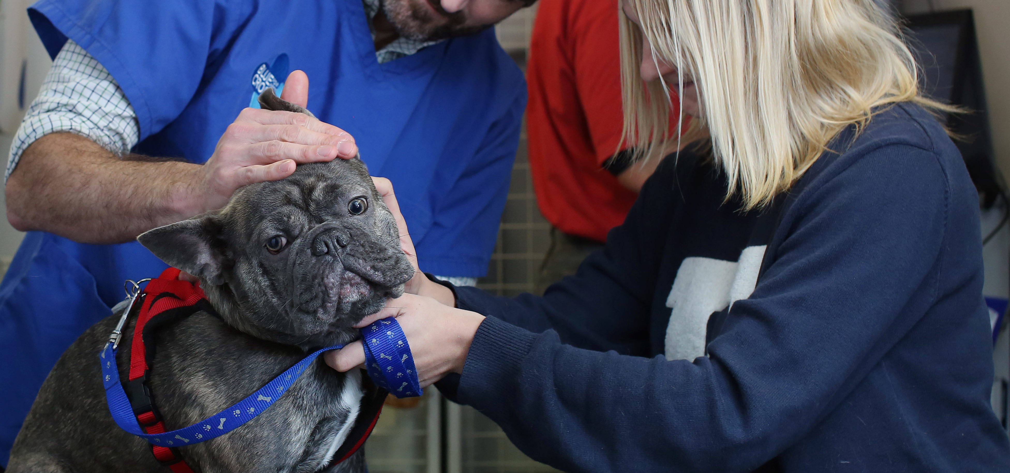 Flat faced dog clearance muzzle